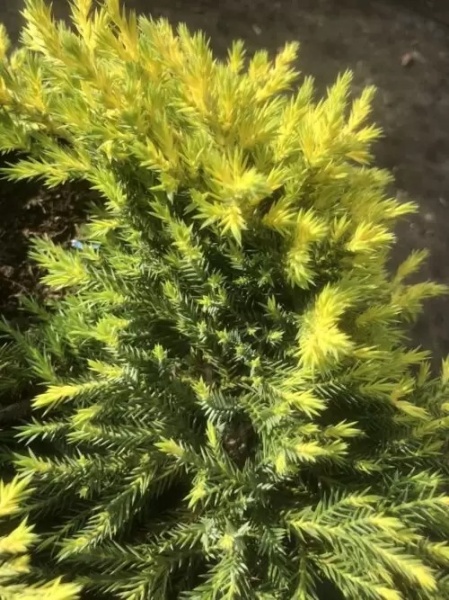 Растение Можжевельник средний Дабс Фростед С3 D20-25