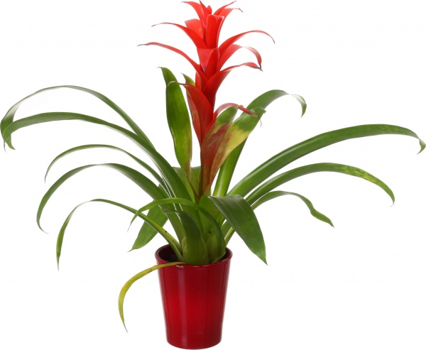 Растение декоративное Гузмания микс 12/40