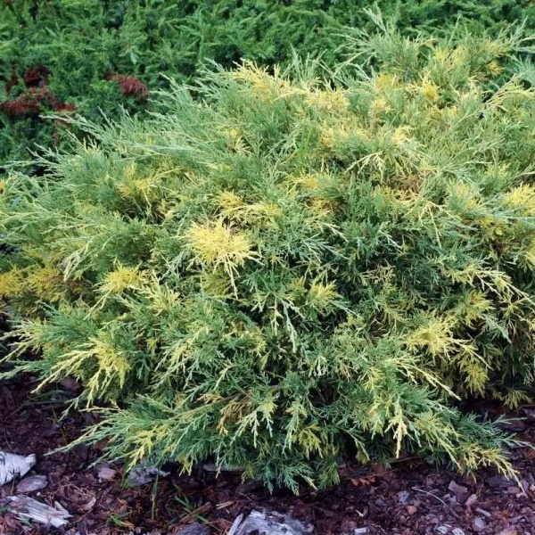 Растение Можжевельник средний/ Juniperus pfitzeriana Blue and Gold С3, D 25-35