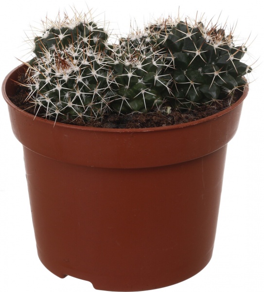 Рослина Кактус мікс d12/h15