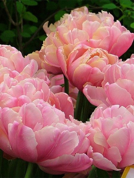 Цибулина TUBERBULB Export B.V. тюльпана повного пізнього Пінк Стар 3 шт. 