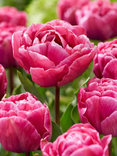 Луковица тюльпана махрового позднего Рози Даймонд 3 шт. 