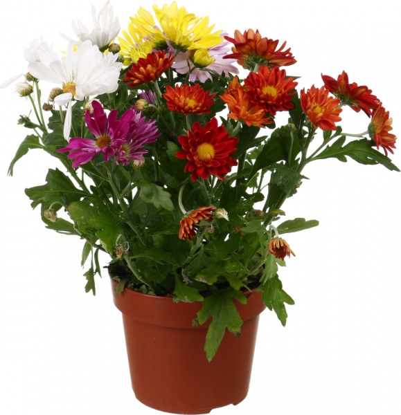 Растение Хризантема Рок энд ролл микс в горшке d14/h25