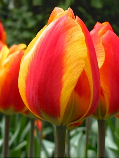 Луковица тюльпана простого раннего Флэе 3 шт. TUBERBULB Export B.V.