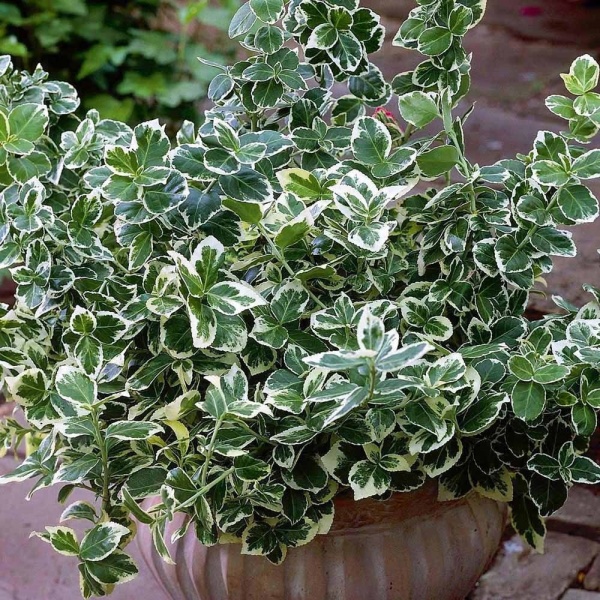 Растение Бересклет / Euonymus fort.Emerald Gaiety Р14