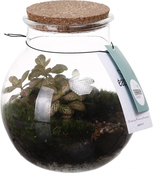 Тераріум у пляшці 19x20 см