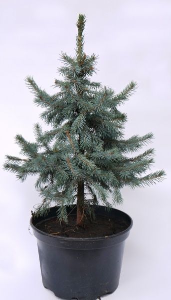 Ель колючая 0,8-1 м C20