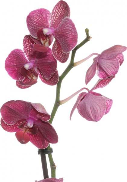 Растение комнатное Фаленопсис микс 1рр, 3/5 + 12/50