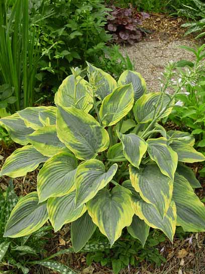 Кореневище хости Алветін Тейлер І 1 шт.