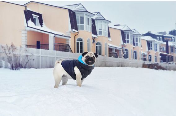 Куртка Airy Vest двухсторонняя для собак XS30 черно-голубая