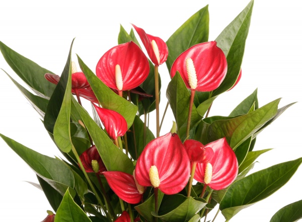 Растение комнатное Антуриум 12/40 сортовой