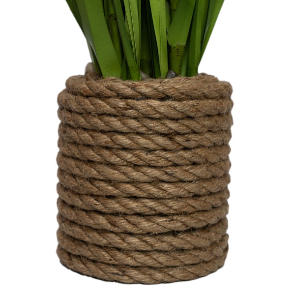 Растение декоративное Окопник желтый в горшке 75 см Девилон