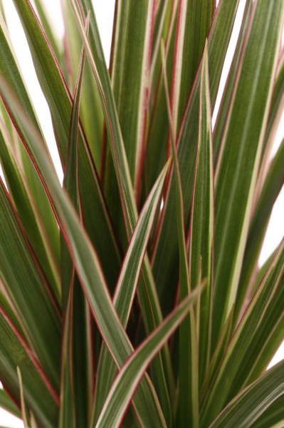 Растение Драцена Маргината d11/h40