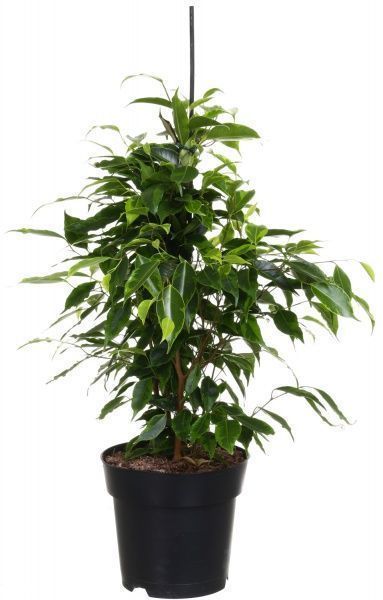 Растение Фикус бенжамина микс 17/80