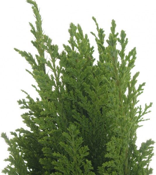 Саженец Кипарисовик микс 13/30