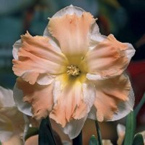 Луковица Нарцисс Сплинкорончатый Кам Лауд 5 шт. 