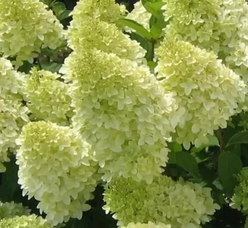 Растение Гортензия / Hydrangea paniculata Limelight, С12 Pa