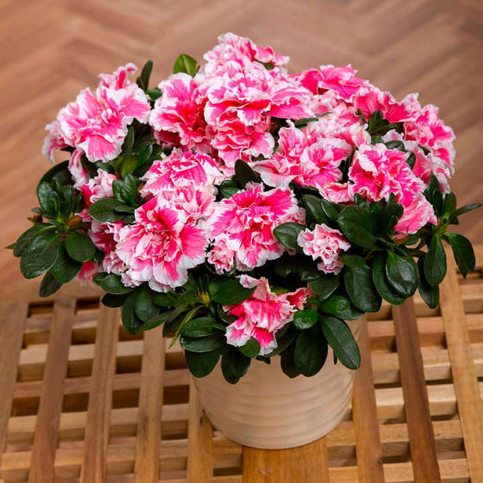 Растение Азалия 12x25 Sachsenstern