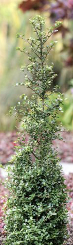 Растение Падуб городчатый/Ilex crenata 'Samurai' С3/Н20-30