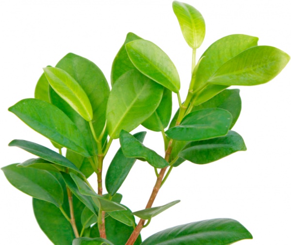 Растение Фикус Микрокарпа Макламе 14 x 55