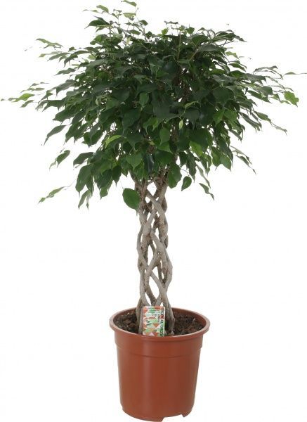 Растение комнатное Фикус экзотика цилиндрический штамб 27x110 см