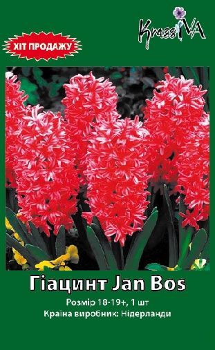 Луковица гиацинта Jan Bos 1 шт. 