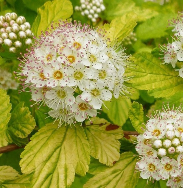 Растение Пузыреплодник/ Physocarpus opulifolius Dart`s Gold С2, H 30-40