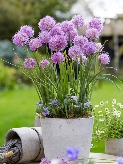 Луковица лука декоративного Рози Дрим 3 шт. TUBERBULB Export B.V.