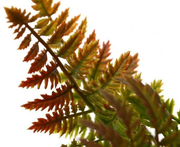 Рослина штучна Альбіція іранська HONGYE A1-03694 помаранчевий