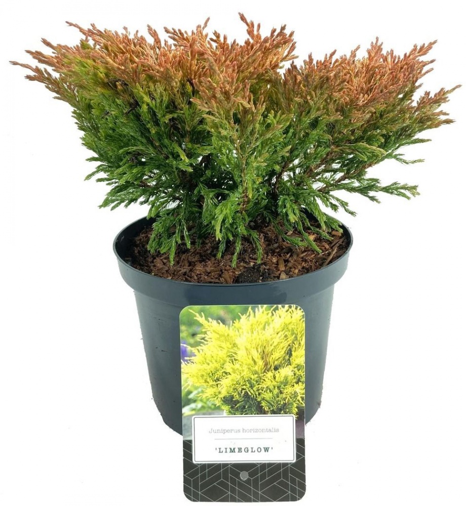 Рослина Ялівець горизонтальний / Juniperus horizontalis Lime Glow С 3 D 15-25