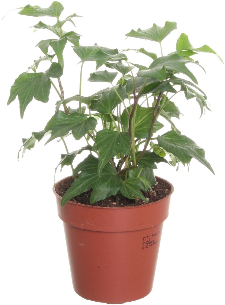 Рослина кімнатна Хедера 9x5 мікс