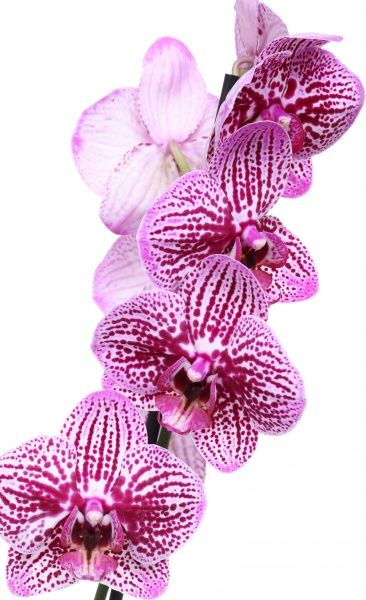 Растение Фаленопсис микс 1 ствол Акция! 12х50 см