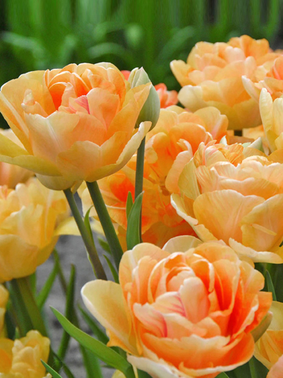 Цибулина тюльпана повного пізнього Чармінг Леді 3 шт. TUBERBULB Export B.V.