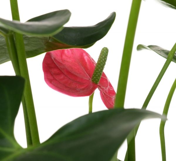 Растение комнатное Антуриум Deco Rosso 14x55 см