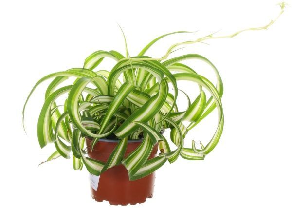 Растение комнатное Хлорофитум 12х20