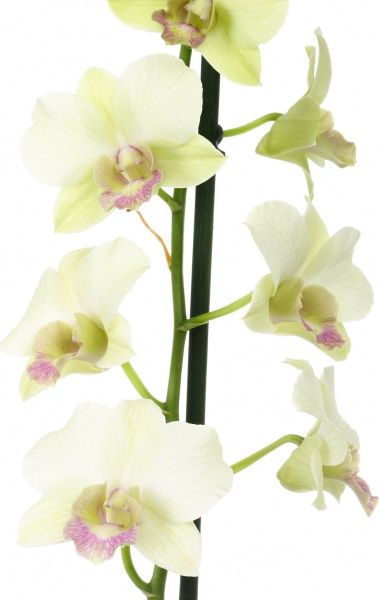 Растение комнатное Орхидея микс 12x50 см акция
