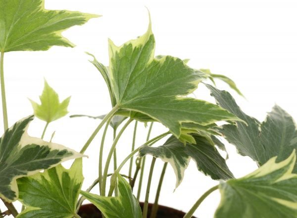 Растение Хедера голд чаилд 9/15