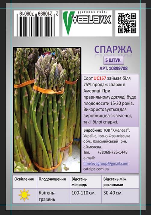 Саженец корневище спаржи 5 шт.