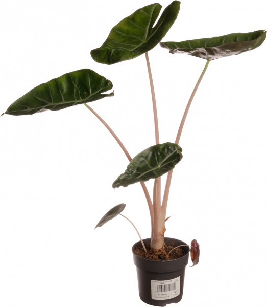 Растение алоказия пинк драгон 12/30