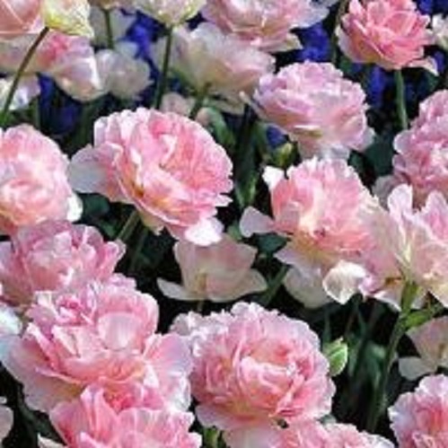 Луковица Тюльпан махровый поздний Анжелика 5 шт. 