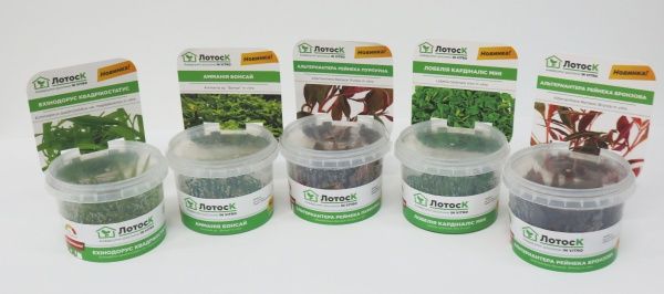 Рослина акваріумна Лотос К Лобелія кардіналіс міні (Lobelia cardinalis mini in vitro)