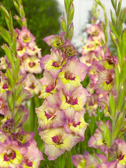 Клубнелуковица F.Stoop B.V. гладиолуса Саппоро 3 шт. 