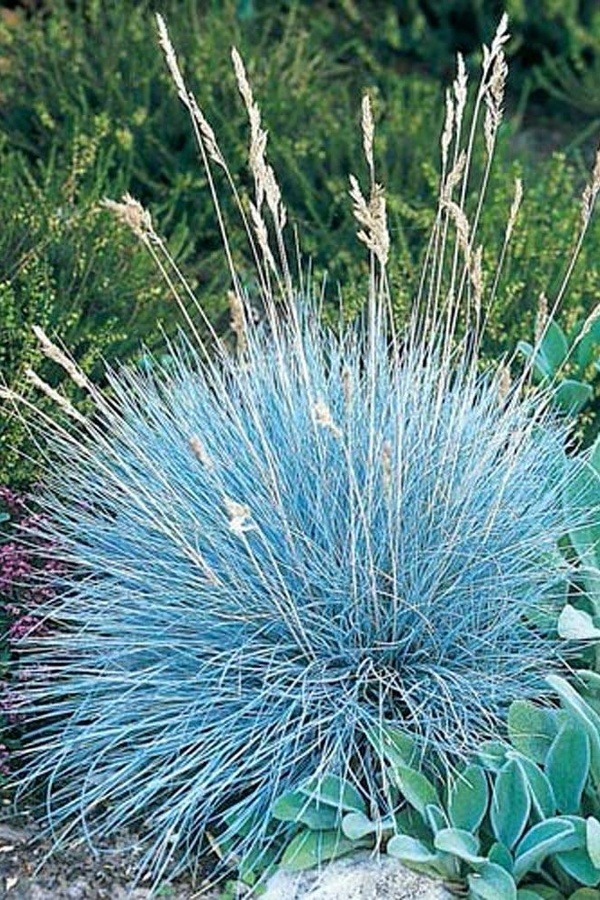 Растение Овсяница голуба d17/h35