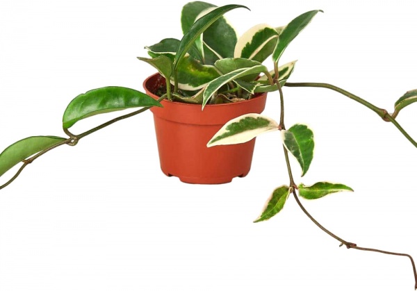 Растение Хойя Krimson Queen d12/h15