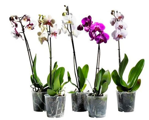 Рослина кімнатна Фаленопсис 1-2 гілки (А2) mult+stand d12/h45+ колір в асортименті