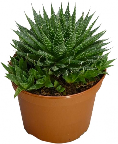 Растение комнатное Алое Аристота d10/h15