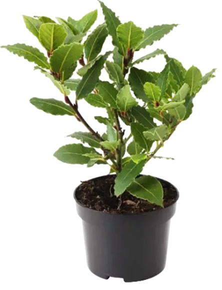 Рослина кімнатна Лавр 11х25 см