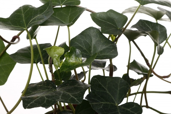 Рослина кімнатна Хедера мікс 13/25