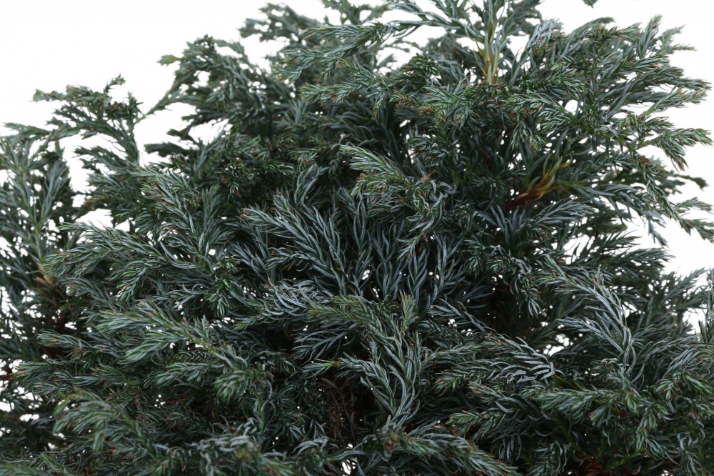 Рослина Кипарисовик Boulevard C5