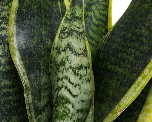 Растение Сансівьєра Laurentii 12/35